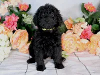 Barbara On Hold, a female Miniature Bernedoodle for sale in Dothan, AL – Photo 4 of 9