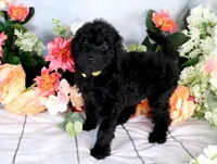 Barbara On Hold, a female Miniature Bernedoodle for sale in Dothan, AL – Photo 3 of 9