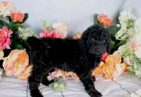Barbara On Hold, a female Miniature Bernedoodle for sale in Dothan, AL – Photo 8 of 9
