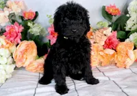 Barbara On Hold, a female Miniature Bernedoodle for sale in Dothan, AL – Photo 1 of 9