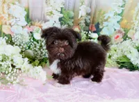 Spice, a female Havanese for sale in Dothan, AL – 1 of 5