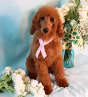 Geneva Moyen AKC Hold, a female Poodle - Standard  for sale in Dothan, AL – Photo 7 of 10