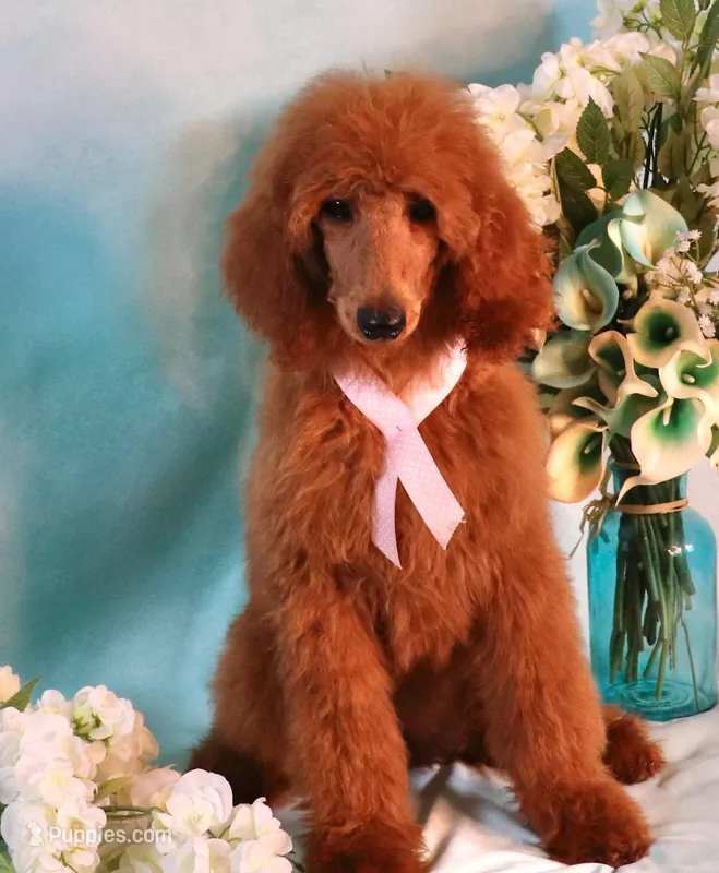 Geneva Moyen AKC Hold, a female Poodle - Standard  for sale in Dothan, AL – Photo 1 of 10