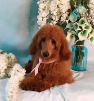 Geneva Moyen AKC Hold, a female Poodle - Standard  for sale in Dothan, AL – Photo 10 of 10