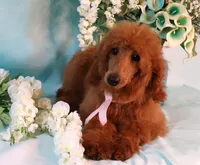 Geneva Moyen AKC Hold, a female Poodle - Standard  for sale in Dothan, AL – Photo 2 of 10