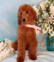 Geneva Moyen AKC Hold, a female Poodle - Standard  for sale in Dothan, AL – Photo 6 of 10