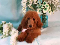 Geneva Moyen AKC Hold, a female Poodle - Standard  for sale in Dothan, AL – Photo 4 of 10