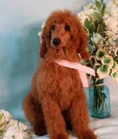 Geneva Moyen AKC Hold, a female Poodle - Standard  for sale in Dothan, AL – Photo 3 of 10