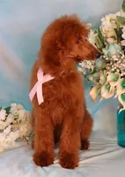 Geneva Moyen AKC Hold, a female Poodle - Standard  for sale in Dothan, AL – Photo 5 of 10
