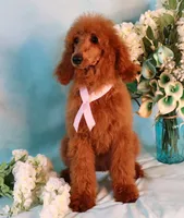 Geneva Moyen AKC Hold, a female Poodle - Standard  for sale in Dothan, AL – Photo 9 of 10