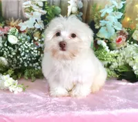 Sugar, a female Havanese for sale in Dothan, AL – 7 of 9