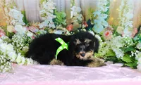 Bobby Green, a male Miniature Bernedoodle for sale in Dothan, AL – 2 of 10