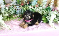 Becky Pink, a female Miniature Bernedoodle for sale in Dothan, AL – 4 of 10