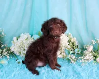 Caleb, a male Poodle - Miniature  for sale in Dothan, AL – 9 of 10