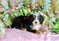 Brady Orange, a male Miniature Bernedoodle for sale in Dothan, AL – 5 of 10