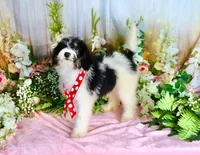 Brooky Red, a female Miniature Bernedoodle for sale in Dothan, AL – 3 of 10