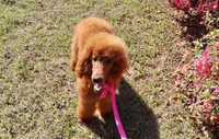 Debbie, a female Poodle - Standard  for sale in Dothan, AL – Photo 5 of 8