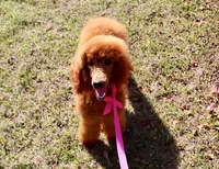 Debbie, a female Poodle - Standard  for sale in Dothan, AL – Photo 4 of 8