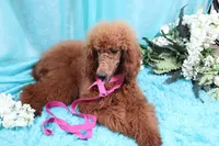 Debbie, a female Poodle - Standard  for sale in Dothan, AL – Photo 2 of 5