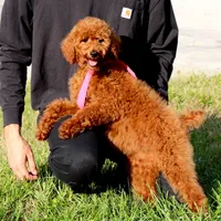 Debbie, a female Poodle - Standard  for sale in Dothan, AL – Photo 5 of 5