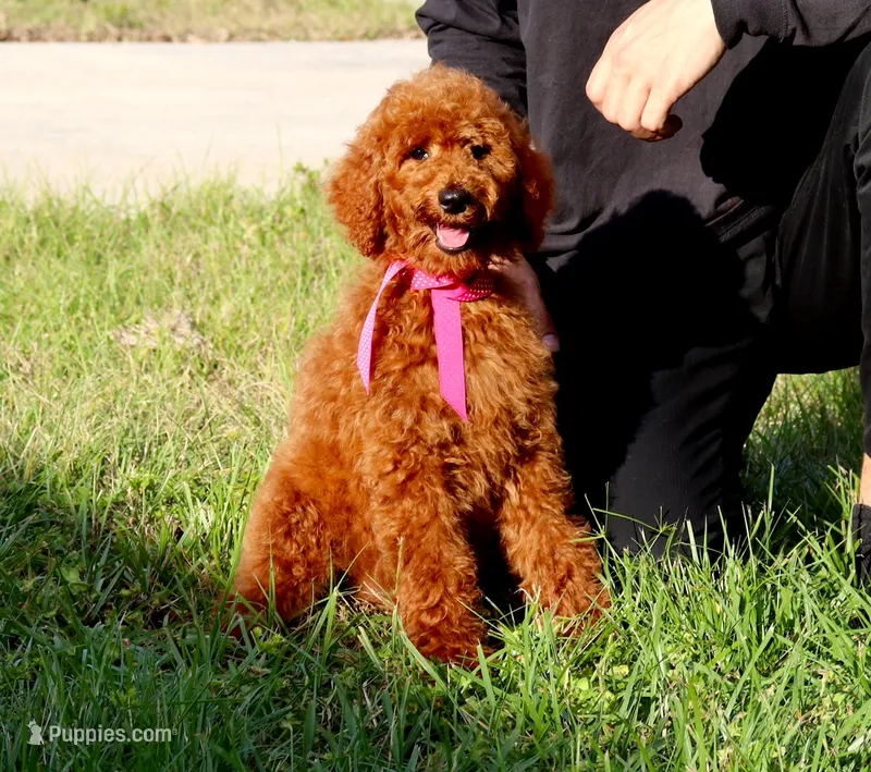 Debbie – Poodle - Standard  puppy for sale in Dothan, AL