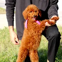 Debbie, a female Poodle - Standard  for sale in Dothan, AL – Photo 4 of 5