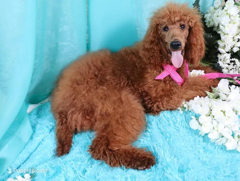 Debbie – Poodle - Standard  puppy for sale in Dothan, AL