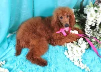 Debbie, a female Poodle - Standard  for sale in Dothan, AL – Photo 3 of 8