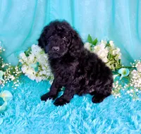 Carla, a female Poodle - Miniature  for sale in Dothan, AL – 2 of 9