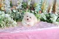Sugar, a female Havanese for sale in Dothan, AL – 5 of 9