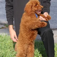 Gene, a male Poodle - Standard  for sale in Dothan, AL – Photo 4 of 8