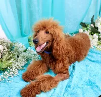 Gene, a male Poodle - Standard  for sale in Dothan, AL – Photo 3 of 10