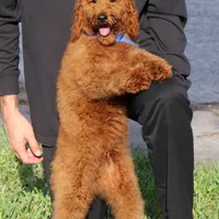 Gene, a male Poodle - Standard  for sale in Dothan, AL – Photo 6 of 8