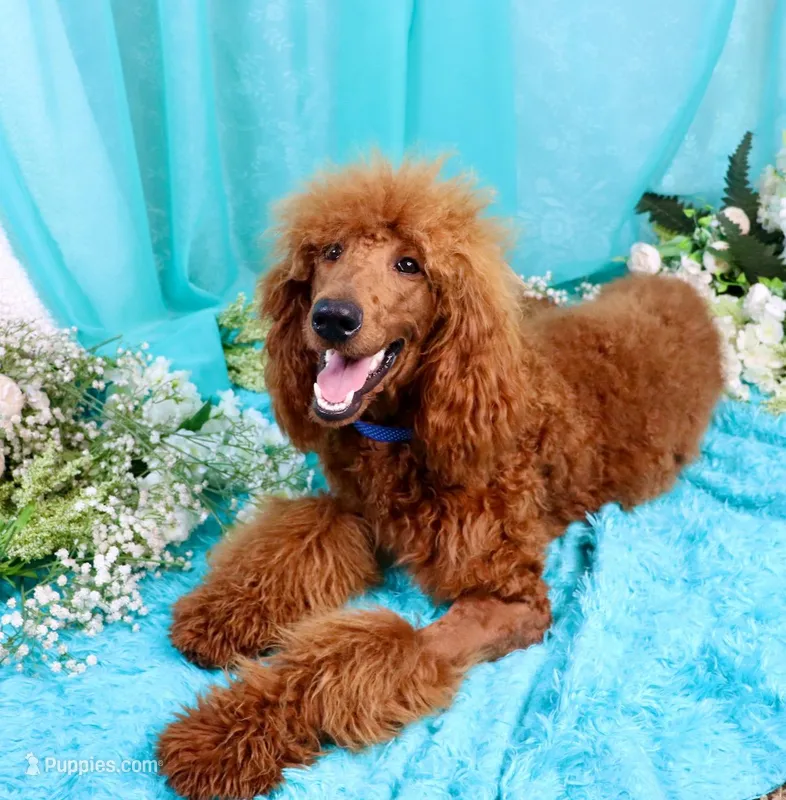 Gene – Poodle - Standard  puppy for sale in Dothan, AL