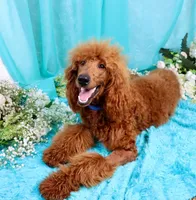 Gene, a male Poodle - Standard  for sale in Dothan, AL – Photo 1 of 10