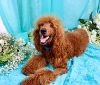 Gene, a male Poodle - Standard  for sale in Dothan, AL – Photo 4 of 10