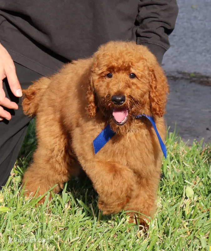 Gene – Poodle - Standard  puppy for sale in Dothan, AL