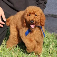 Gene, a male Poodle - Standard  for sale in Dothan, AL – Photo 1 of 8