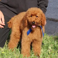 Gene, a male Poodle - Standard  for sale in Dothan, AL – Photo 3 of 8