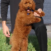 Gene, a male Poodle - Standard  for sale in Dothan, AL – Photo 8 of 8