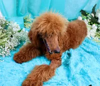 Gene, a male Poodle - Standard  for sale in Dothan, AL – Photo 6 of 10