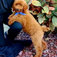 Gene, a male Poodle - Standard  for sale in Dothan, AL – Photo 7 of 8