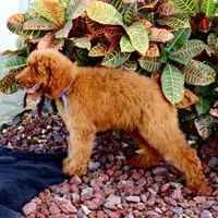Gene, a male Poodle - Standard  for sale in Dothan, AL – Photo 5 of 8