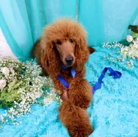 Gene, a male Poodle - Standard  for sale in Dothan, AL – Photo 5 of 10