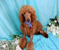 Gene, a male Poodle - Standard  for sale in Dothan, AL – Photo 2 of 10
