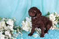 Cathy, a female Poodle - Miniature  for sale in Dothan, AL – 10 of 10