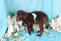 Cathy, a female Poodle - Miniature  for sale in Dothan, AL – 7 of 10