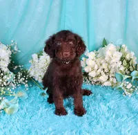 Caleb, a male Poodle - Miniature  for sale in Dothan, AL – 2 of 10