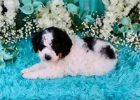 J'adore, a female Miniature Bernedoodle for sale in Dothan, AL – 3 of 10