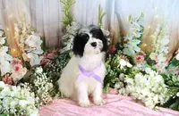 Brinley Purple, a female Miniature Bernedoodle for sale in Dothan, AL – 4 of 10